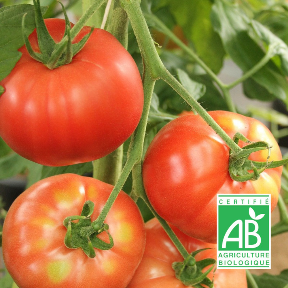 Graines de tomate rose de berne - sans traitement sachet