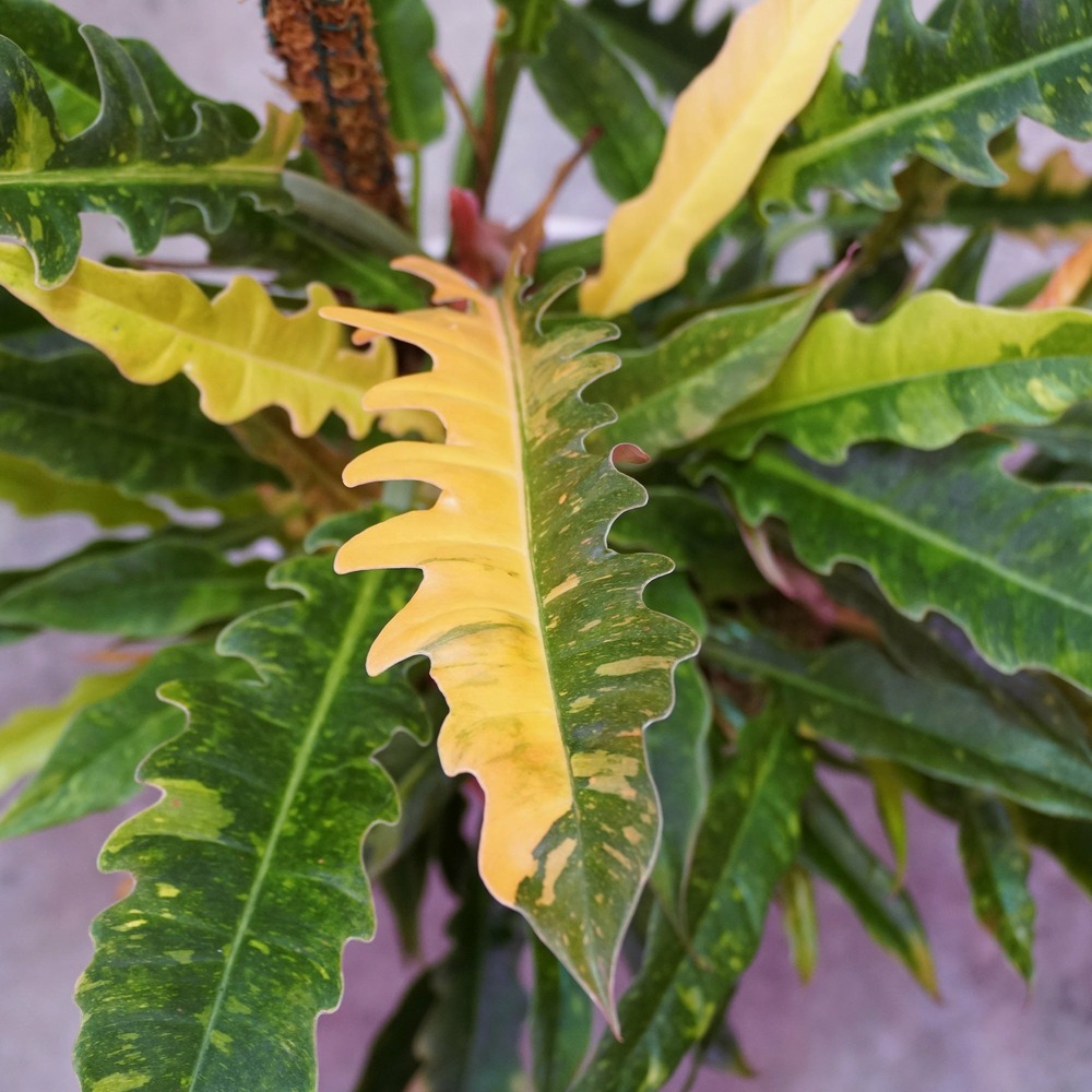 Philodendron ring of fire - le pot / ø 12cm / hauteur livrée 20-30cm