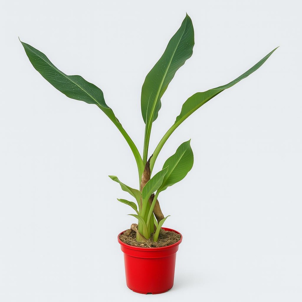 Musella lasiocarpa - pot 5 l