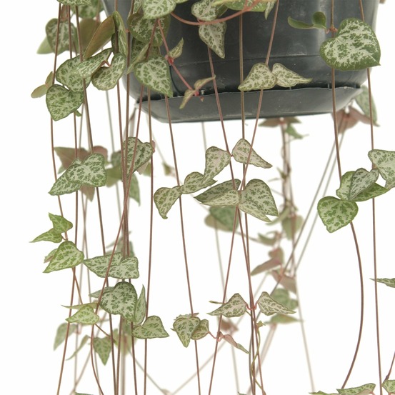 Ceropegia woodii ssp.woodii - h50 cm - ø14 cm