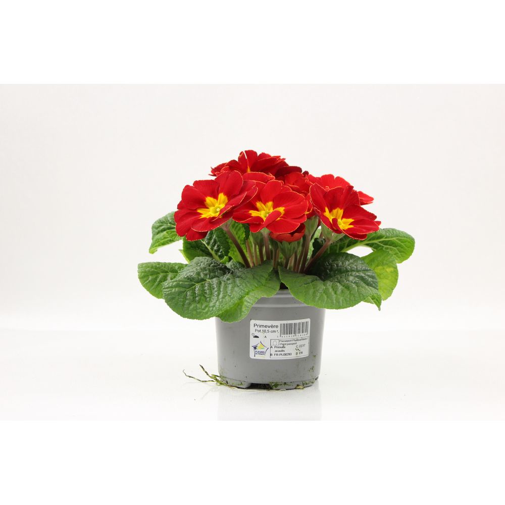 Primevere acaule  pot 10,5 cm rouge