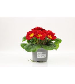 Primevere acaule pot 10,5 cm rouge