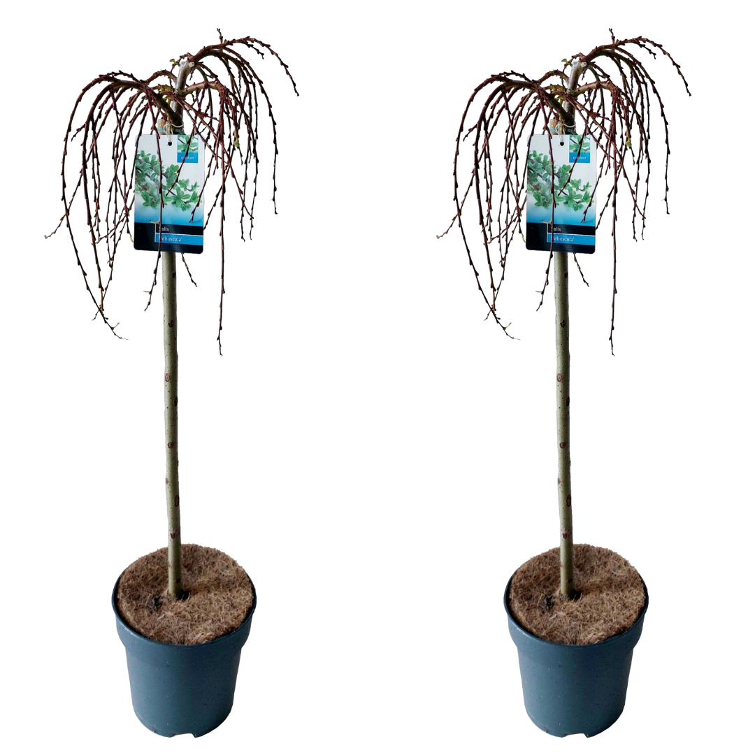 Salix arbuscula - saule nain sur tronc - lot de 2 - arbres - dimension du pot 19 cm - hauteur 80-90 cm - vert frais