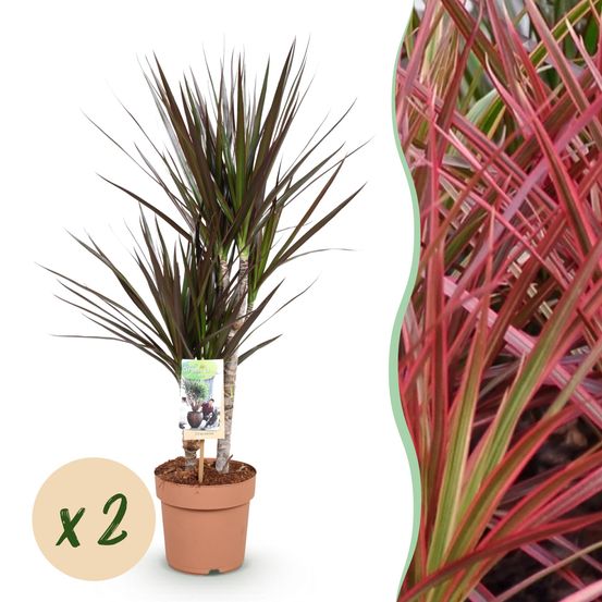 Dracaena magenta - arbre dragon - lot de 2 plantes - pot de 17cm - hauteur 70-80cm - plantes d'intérieur