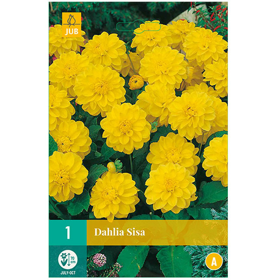 1 bulbe dahlia sisa jaune