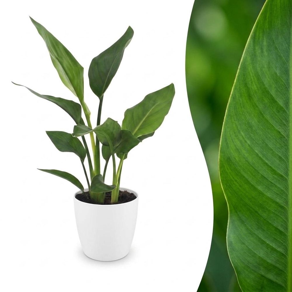 Strelitzia reginea - oiseau de paradis - pot de 12cm