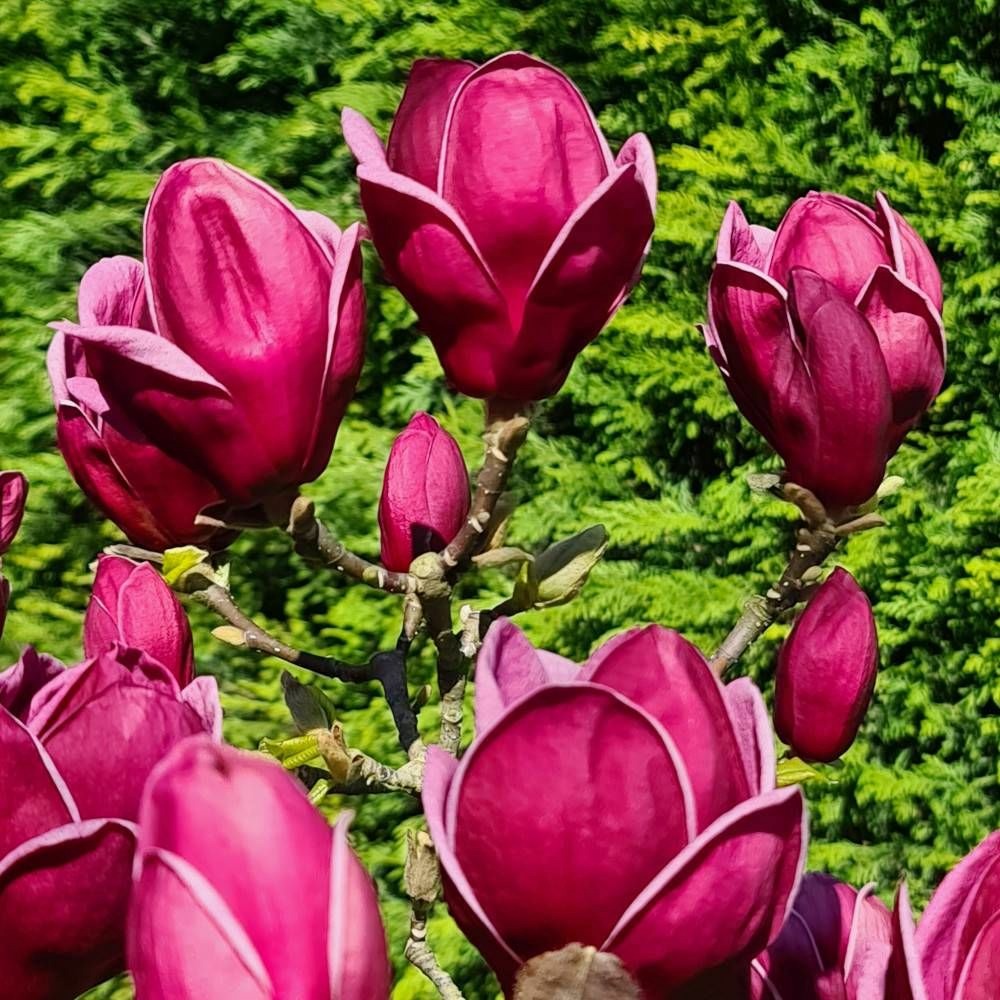 Magnolia de chine genie, magnolia de soulange pot de 5l - touffe