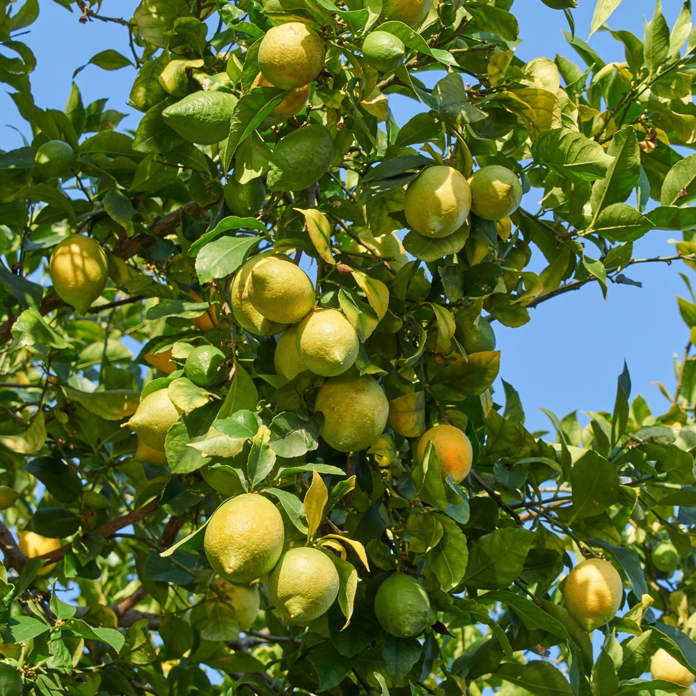 Citronnier vulcan - le pot / ø 12cm / hauteur livrée 20-25cm