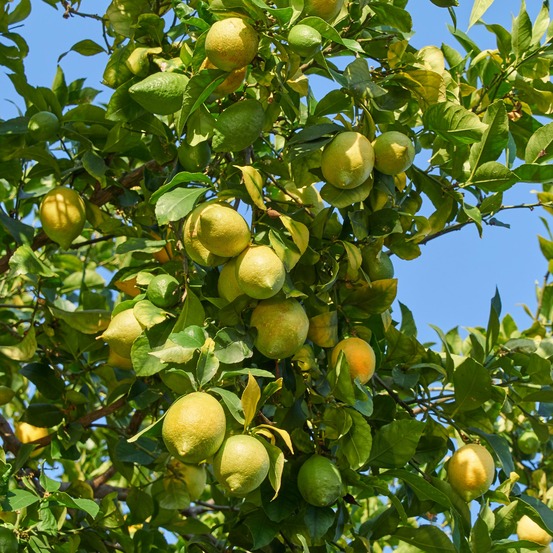 Citronnier vulcan - le pot / ø 12cm / hauteur livrée 20-25cm