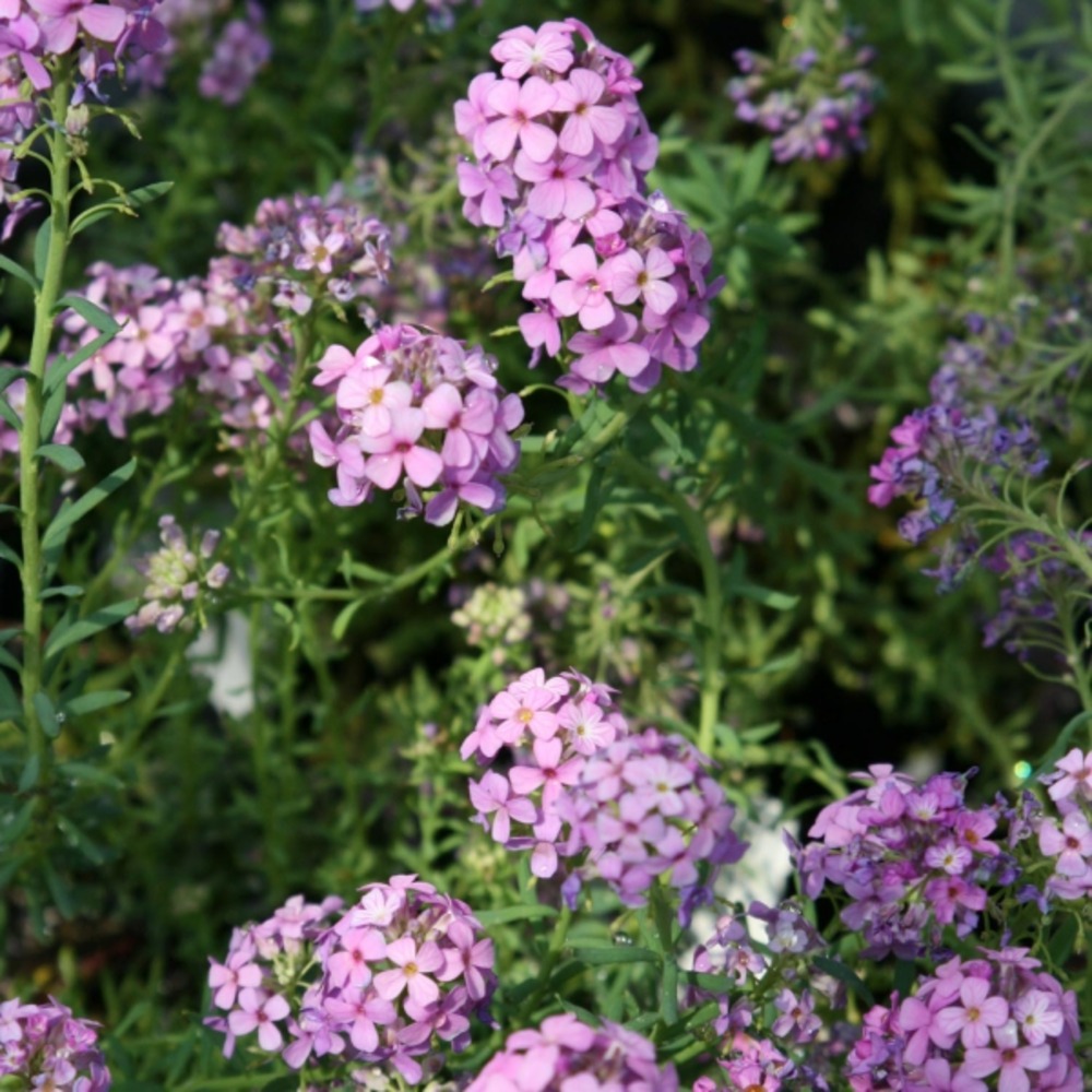 Aéthionema d'arménie 'warley ruber' godet de 8/9 cm