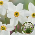 Narcissus recurvus x30 - bulbes de jonquille - bulbes de fleurs vivaces