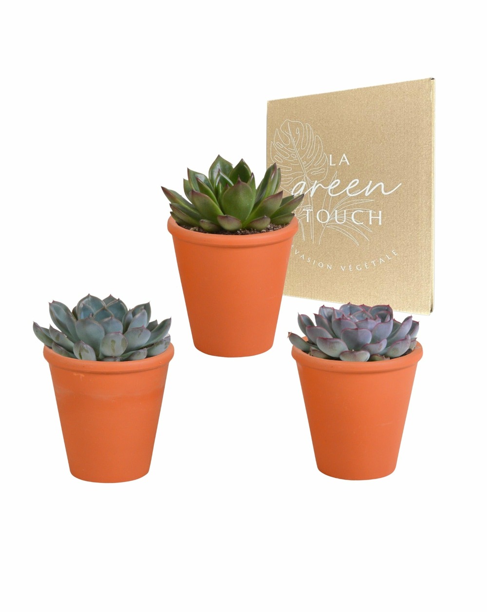 Trio d'echeveria et leurs caches-pots terracotta h15cm
