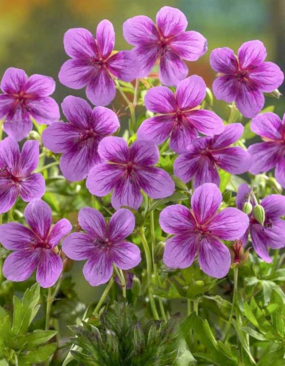 Géranium vivace 'starman' godet de 8/9 cm