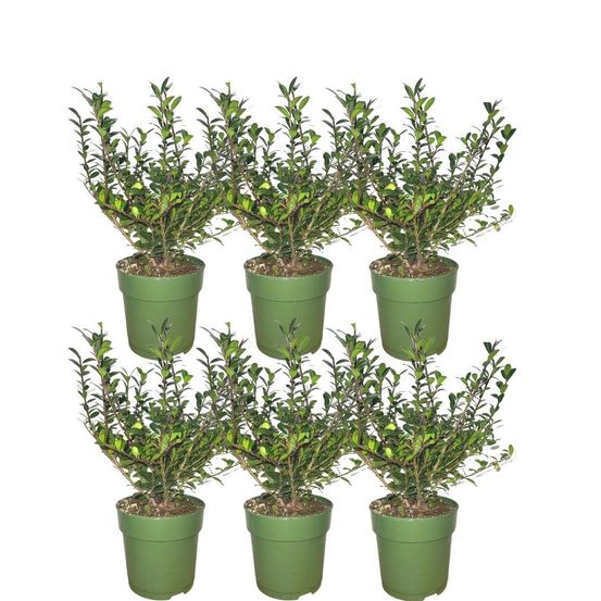 Plants by frank - ilex crenata 'jenny'®