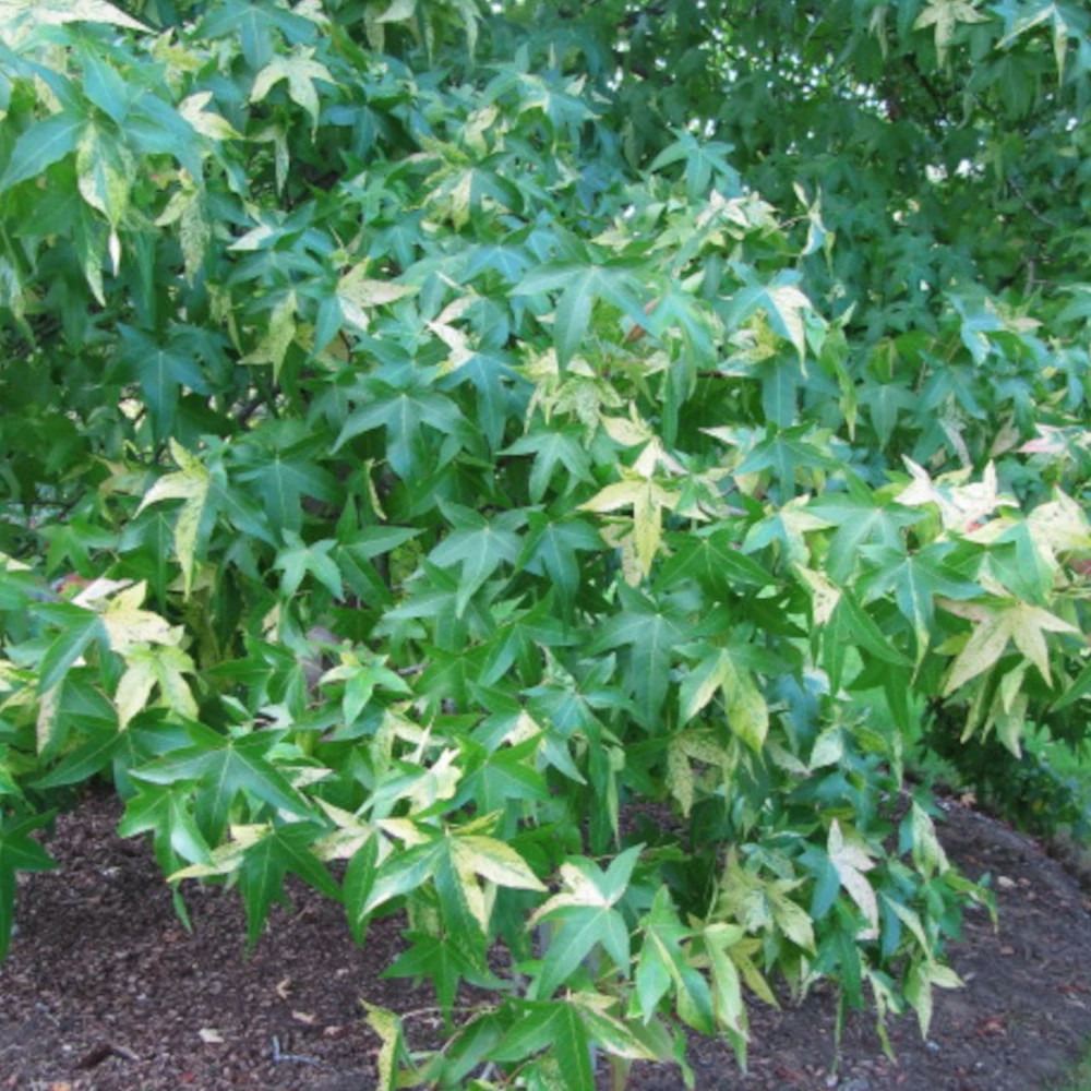 Copalme d'amérique albomarginata manon, liquidambar pot de 15l - baliveau