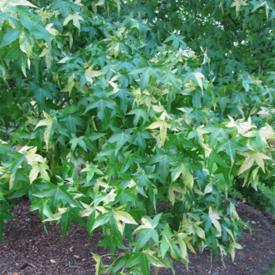 Copalme d'amérique albomarginata manon, liquidambar pot de 15l - baliveau