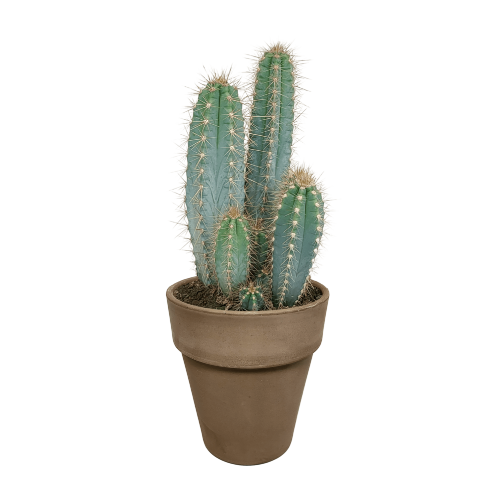 Pilosocereus azureus et son cache-pot marron h40cm - cactus d'intérieur