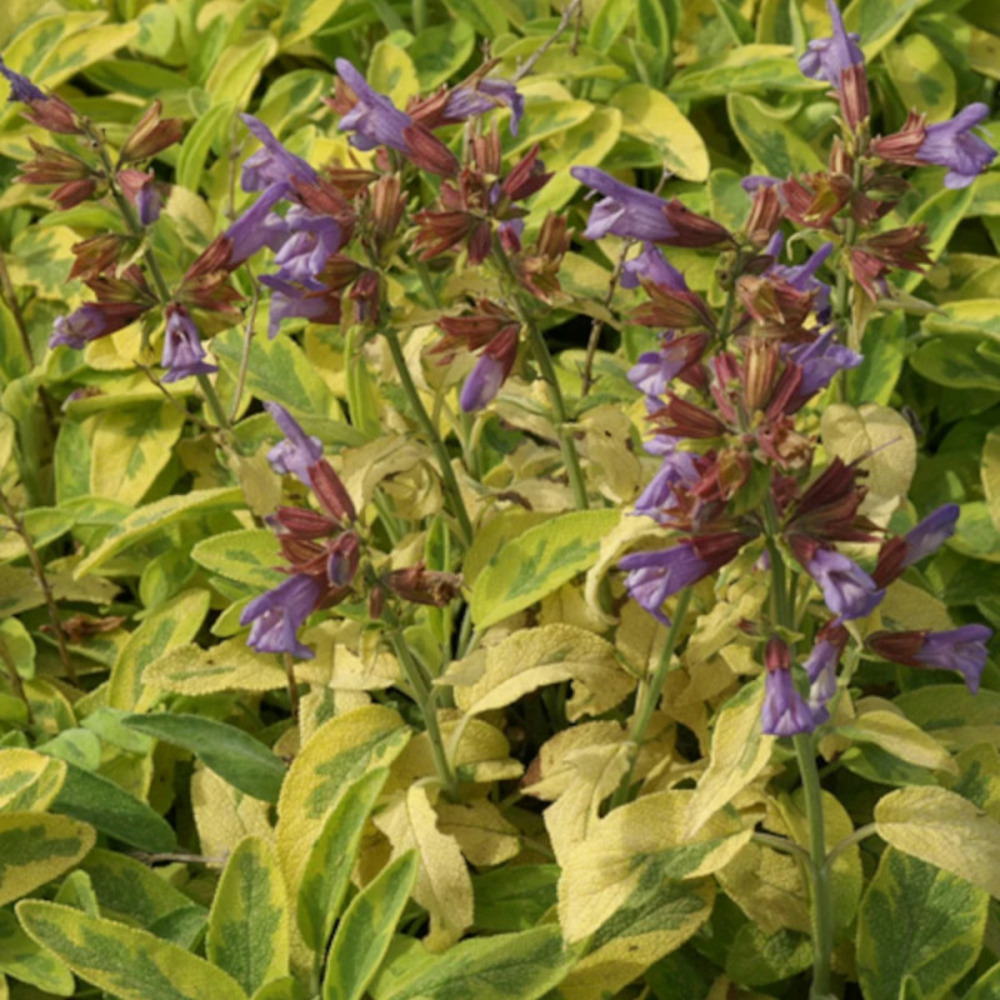 Sauge officinale icterina godet - 5/20 cm