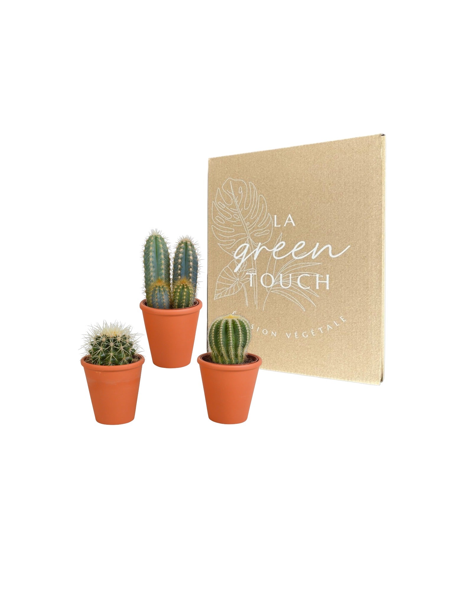 Coffret cadeau cactus et ses caches-pots terracotta - lot de 3 plantes, h18cm