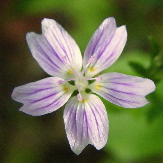 Montia sibirica - claytone de sibérie godet de 8/9 cm