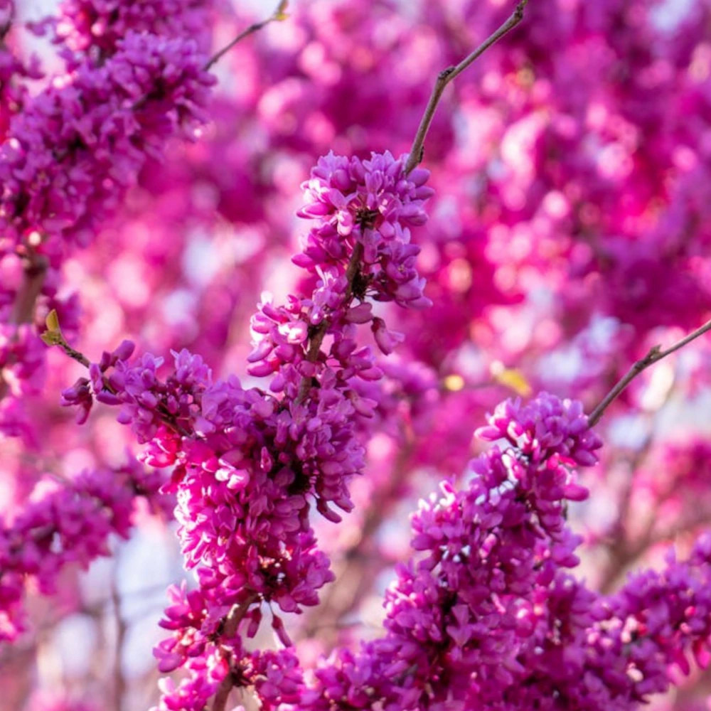 Cercis du canada pink pom pom's, arbre de judée, gainier du canada pot de 15l - baliveau
