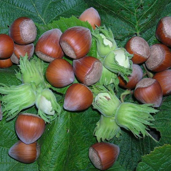 Noisetier merveille de bollwiller pot de 2l