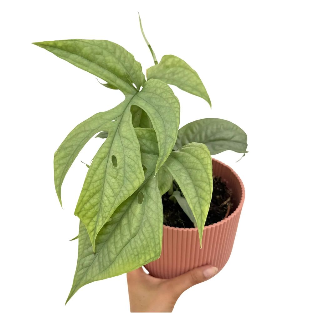 Amydrium silver - pot de 12cm