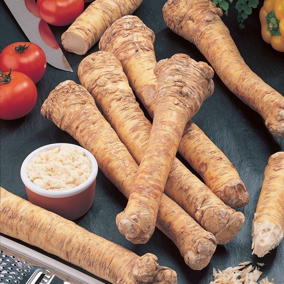 Raifort moutarde des allemands - le pot / ø 9cm