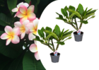 Plumeria frangipani hawaii - set de 2 - pot 17cm - hauteur 45-55cm