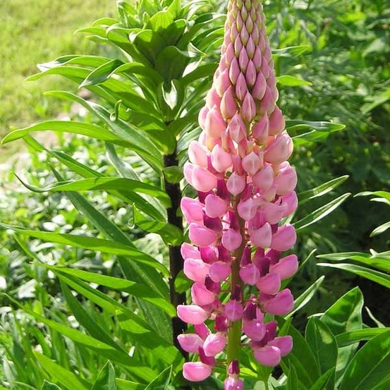 Lupin 'la chatelaine' godet de 7/8 cm