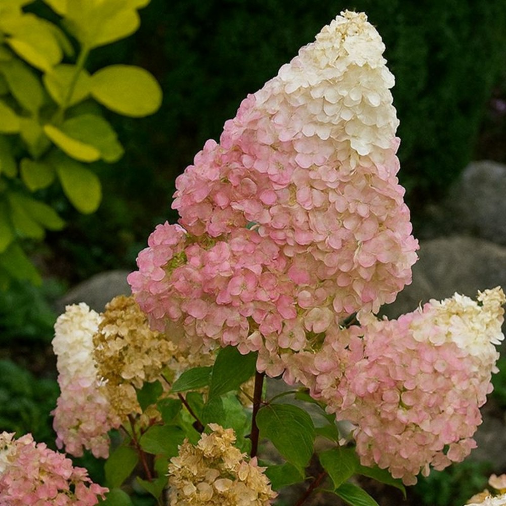 Hortensia paniculé 'sundae fraise' ® (hydrangea paniculata 'sundae fraise' ®)