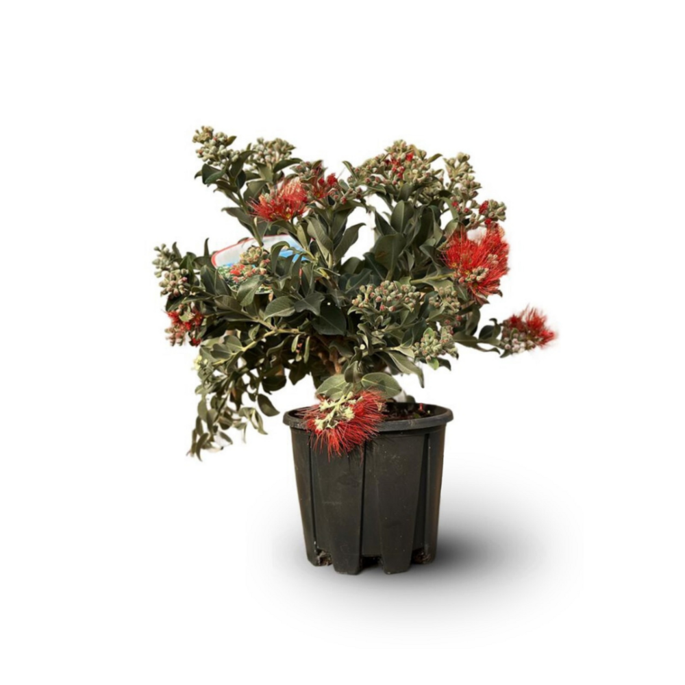 Metrosideros thomasii - plante fleurie - ↕ 40-50 cm - ⌀ 24 cm - plante d'extérieur