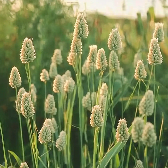250 graines d'alpiste des canaries - semisauvage permaculture