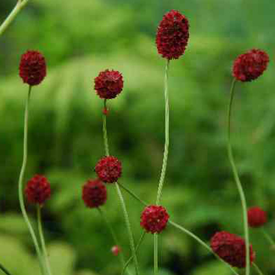 6 x pimprenelle obtusa - sanguisorba officinalis 'tanna' - godet 9cm x 9cm