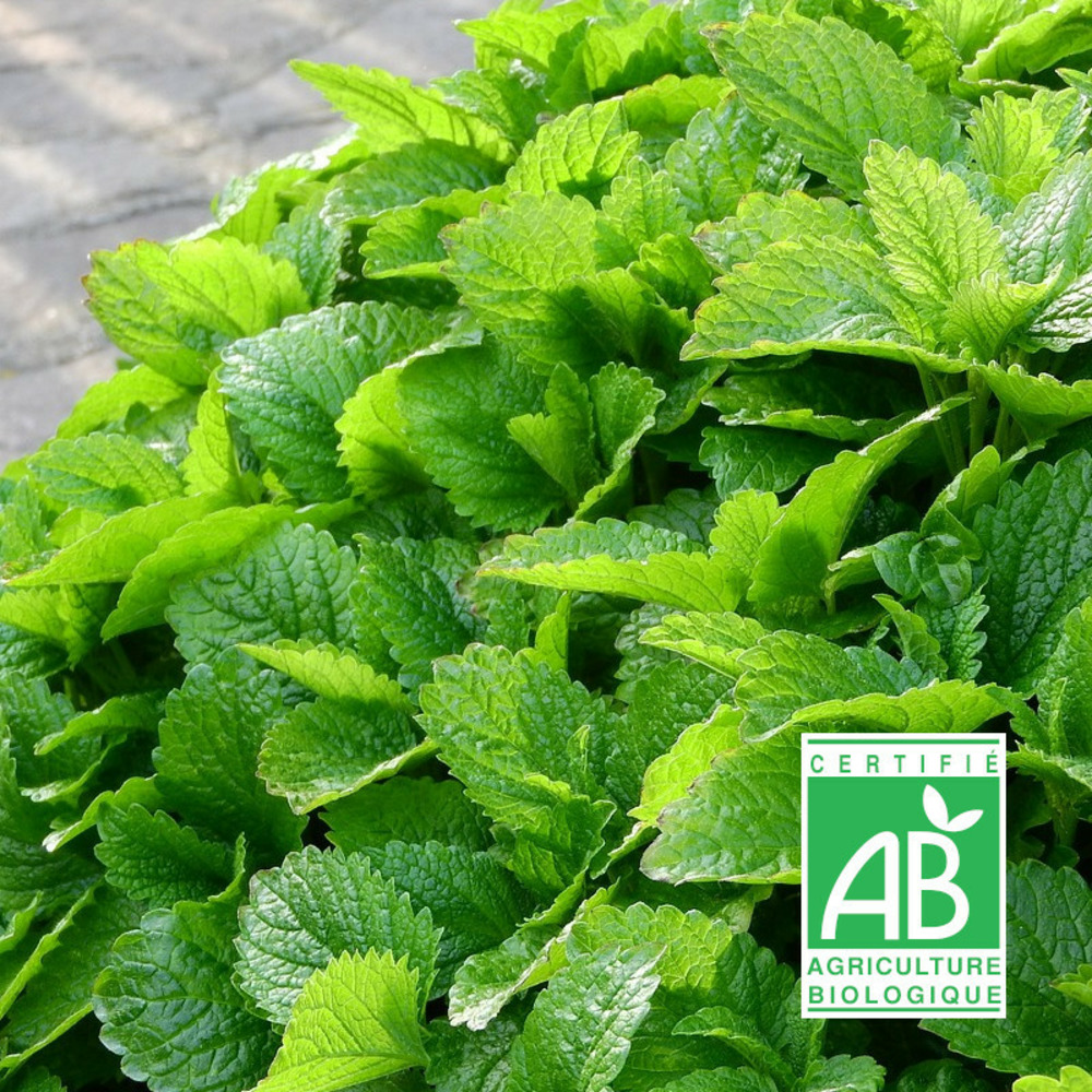 Graines de melisse citronnelle - sans traitement - vilmorin sachet