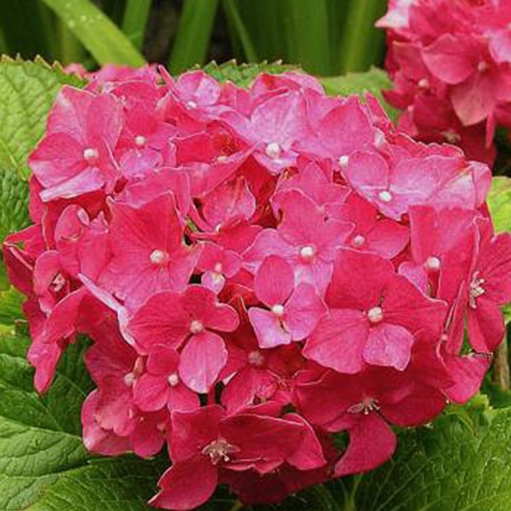 2 x hortensia 'deutschland' - hydrangea macrophylla 'deutschland' - 25-30 cm pot