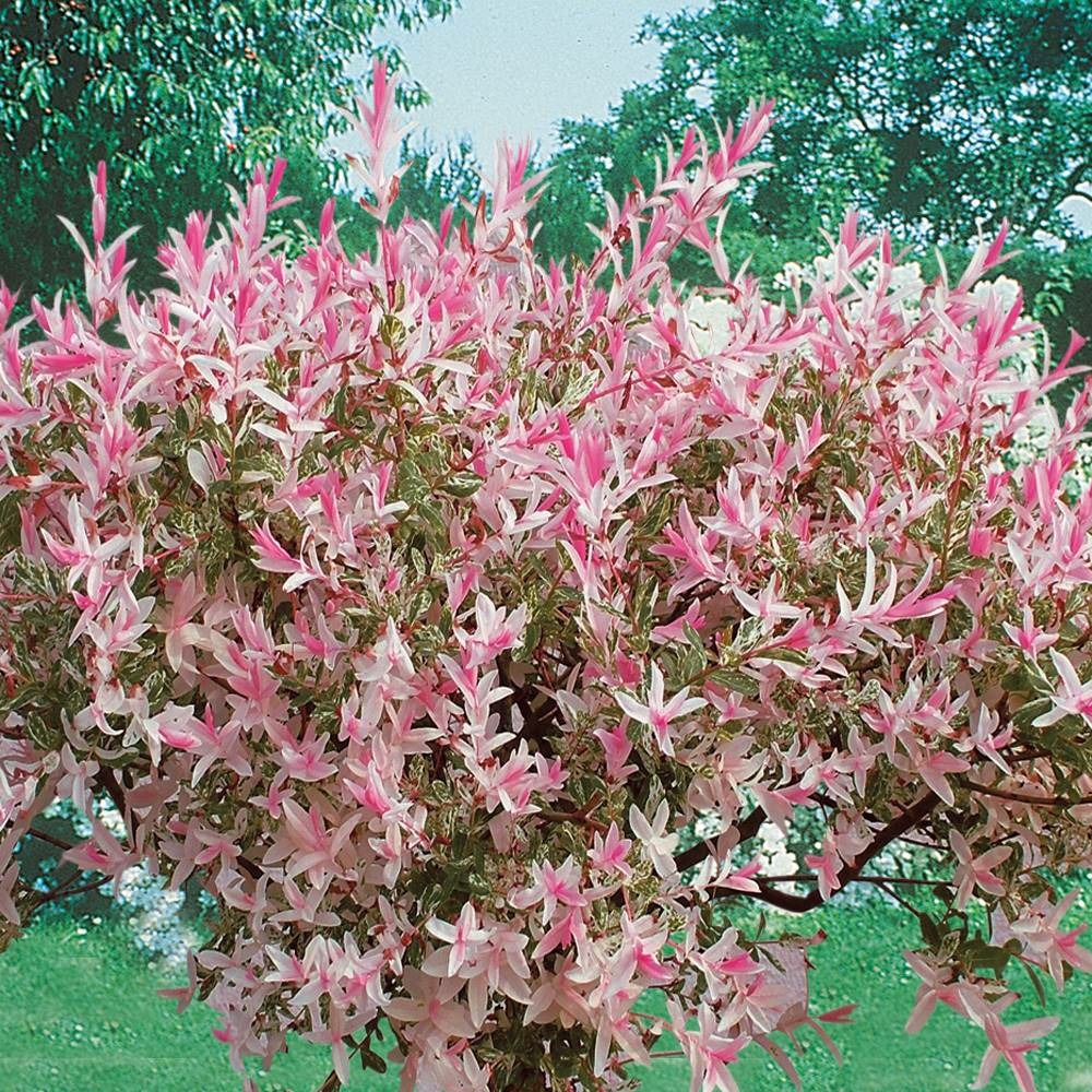 Saule crevette - le godet
