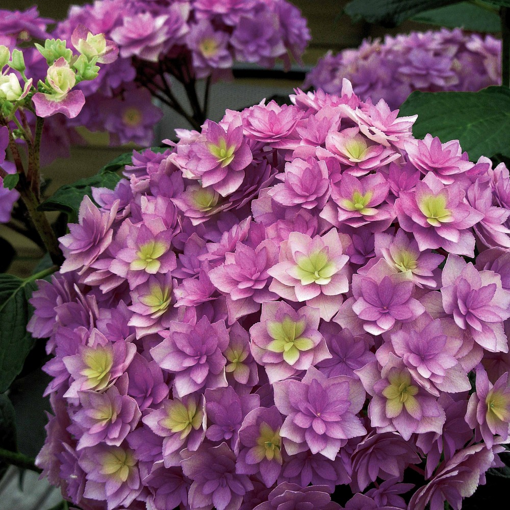 Hortensia expression - le pot / 0.8l / 3-5 branches / hauteur livrée 15-20cm, vendu par lot de 2
