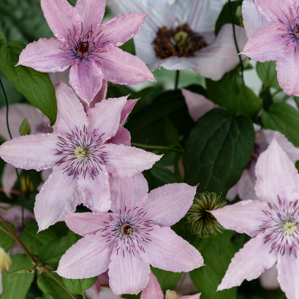 Clematite - clematis hagley hybrid 70cm