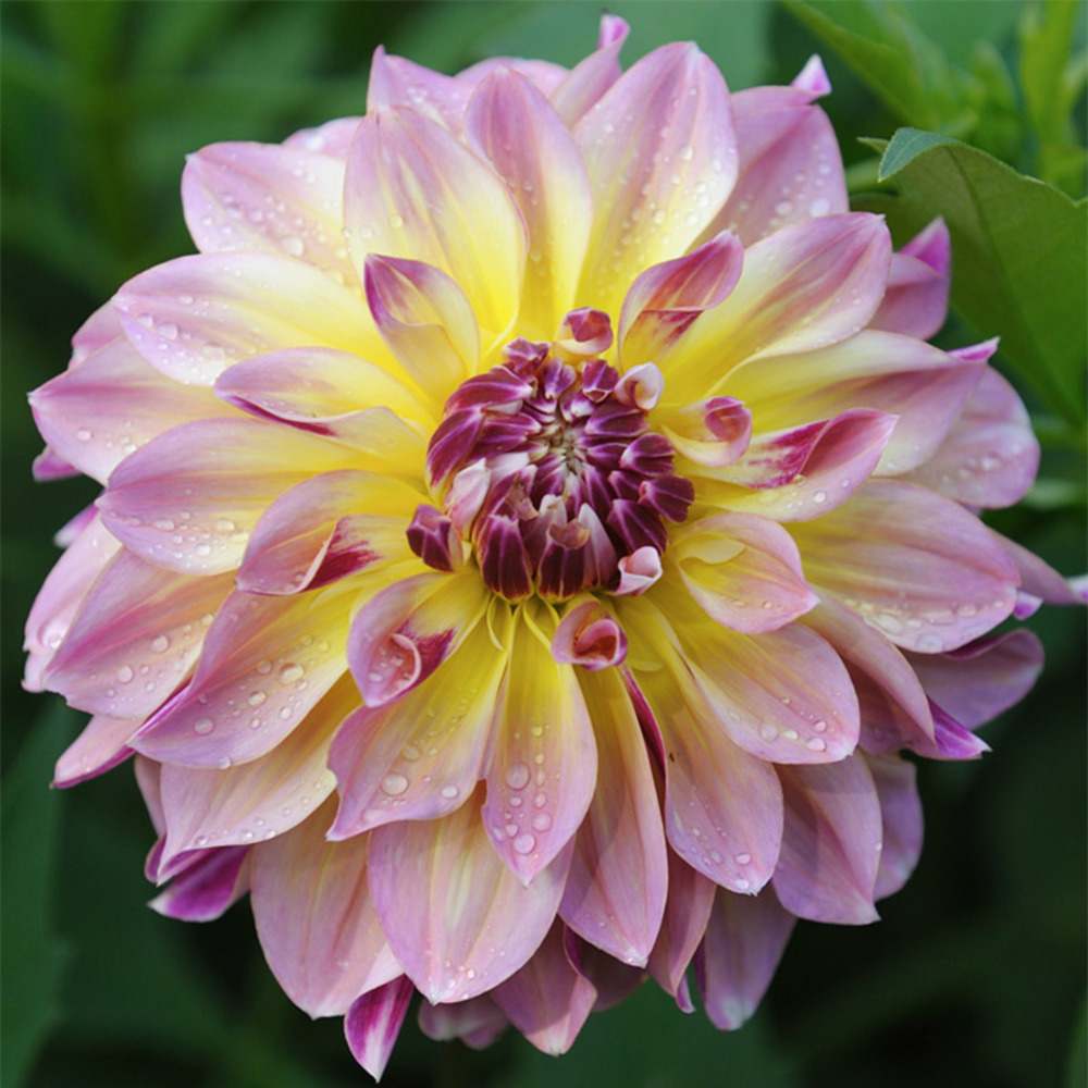 Dahlia gpe décoratif 'caribbean fantasy' bulbe calibre i