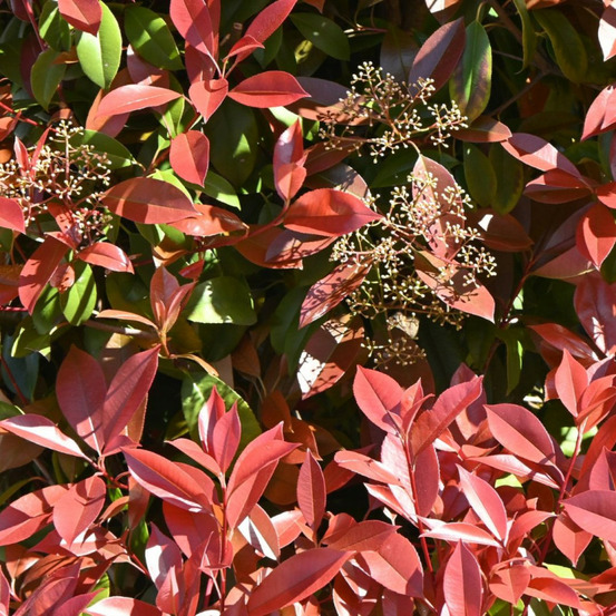 Photinia fraseri carré rouge 50cm en pot