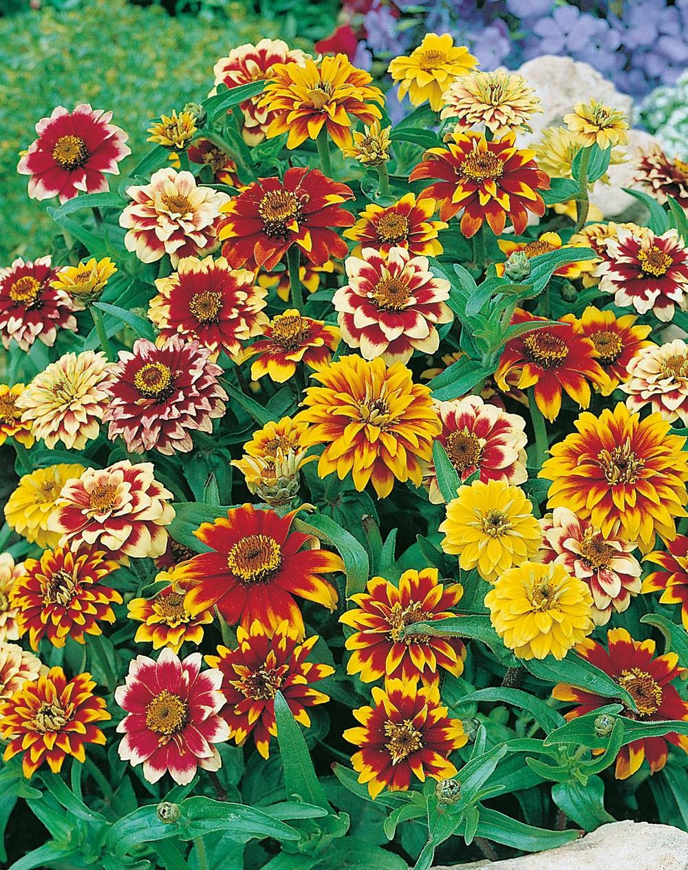 Zinnia tapis persan - 1 g