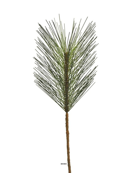 BRANCHE DE PIN SUCRE AR 1-(939850)