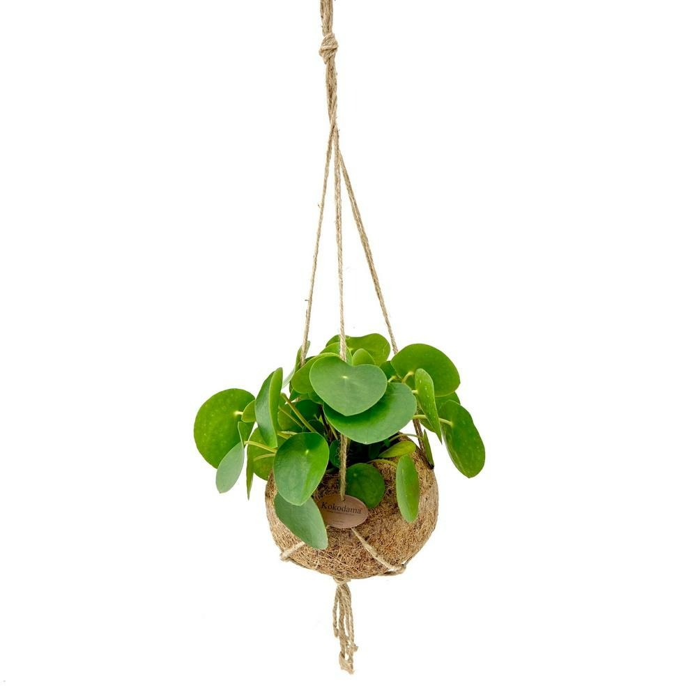 Kokodama - thaler porte-bonheur dans un pot de cocodama xl à suspendre - pilea peperomioides - ca. 17cm