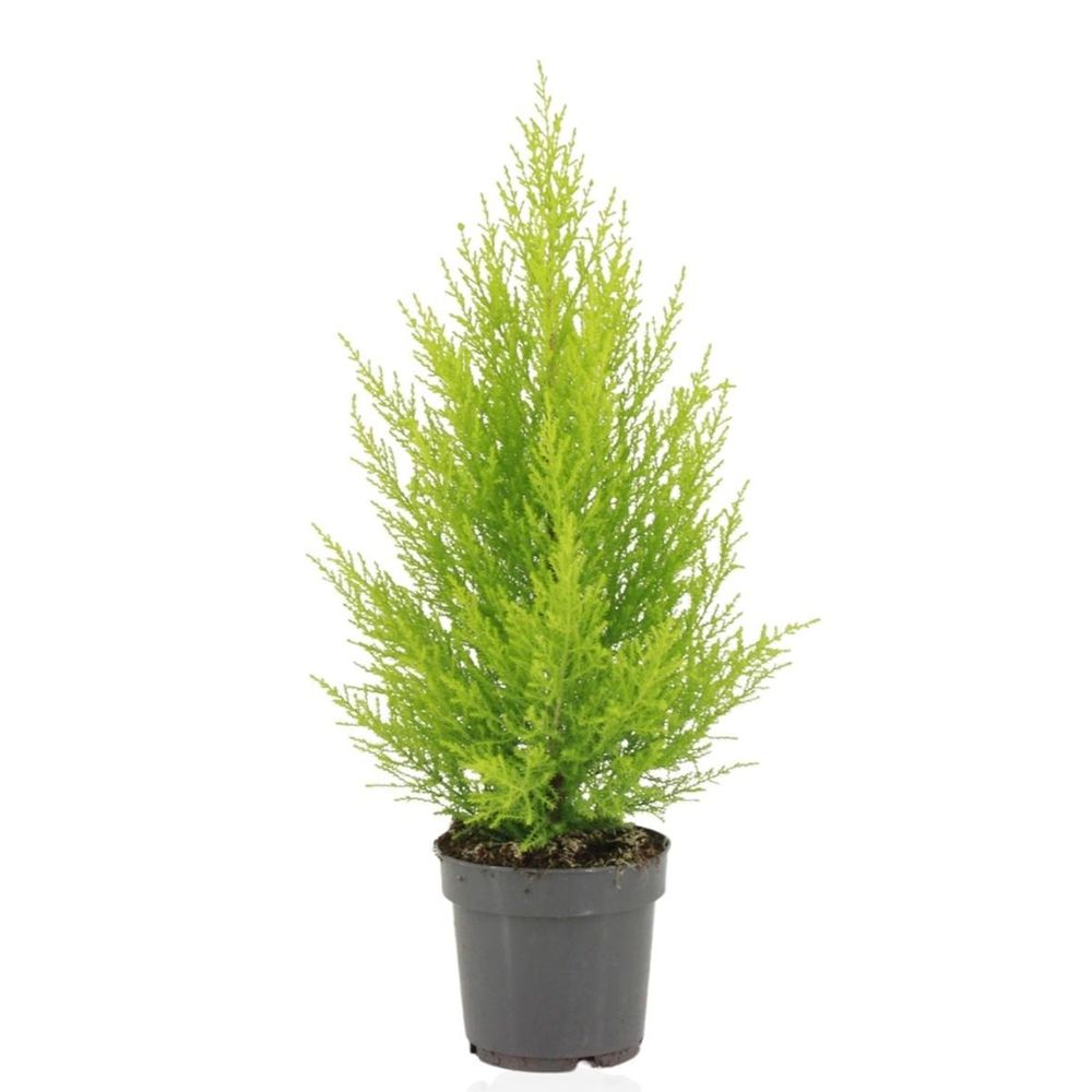 Cupressus macrocarpa goldcrest wilma - ø14cm - ↕55cm - plantes d'intérieur