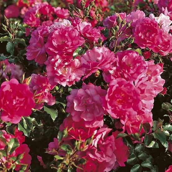Rosier grimpant 'decorosiers® emera®' pot de 4l/5l