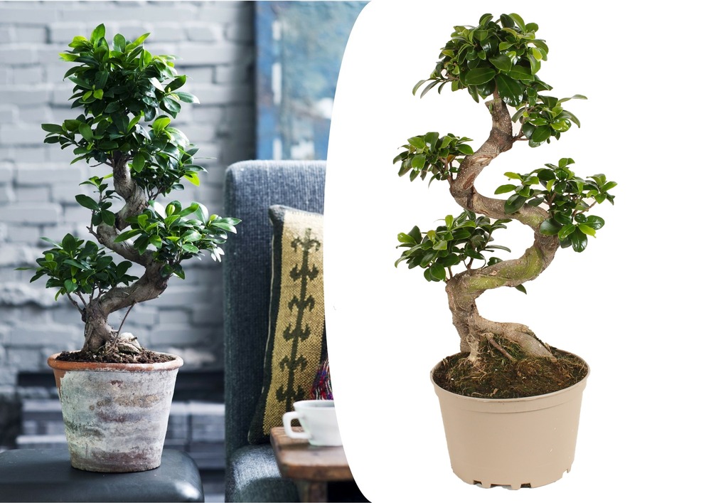 Ficus ginseng s-shape - japonaise bonsai - pot 22cm