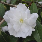 Camellia 'paradise®little liane' :pot 4l