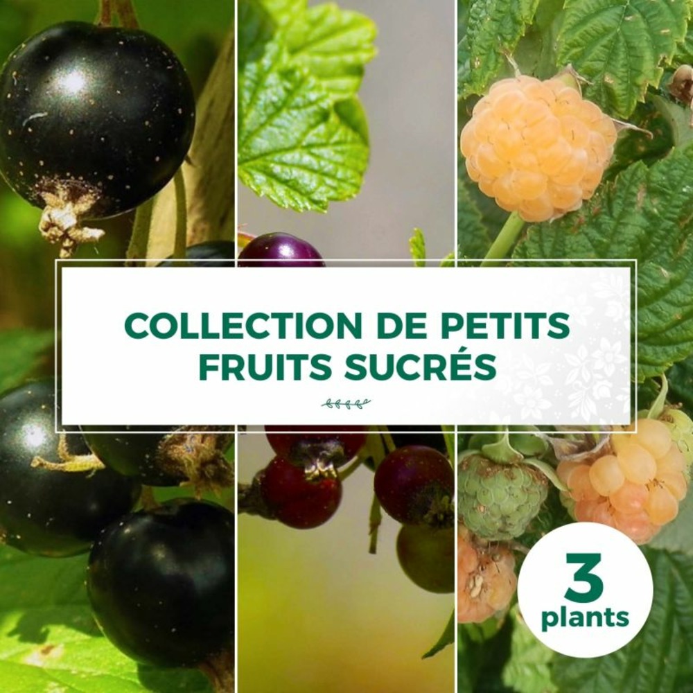 Collection de 3 petits fruits sucrés bio