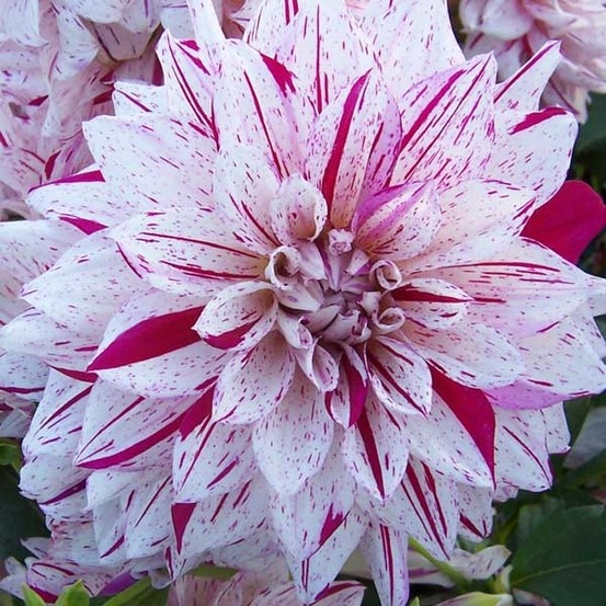 Dahlia décoratif 'prince vaillant' bulbe calibre i